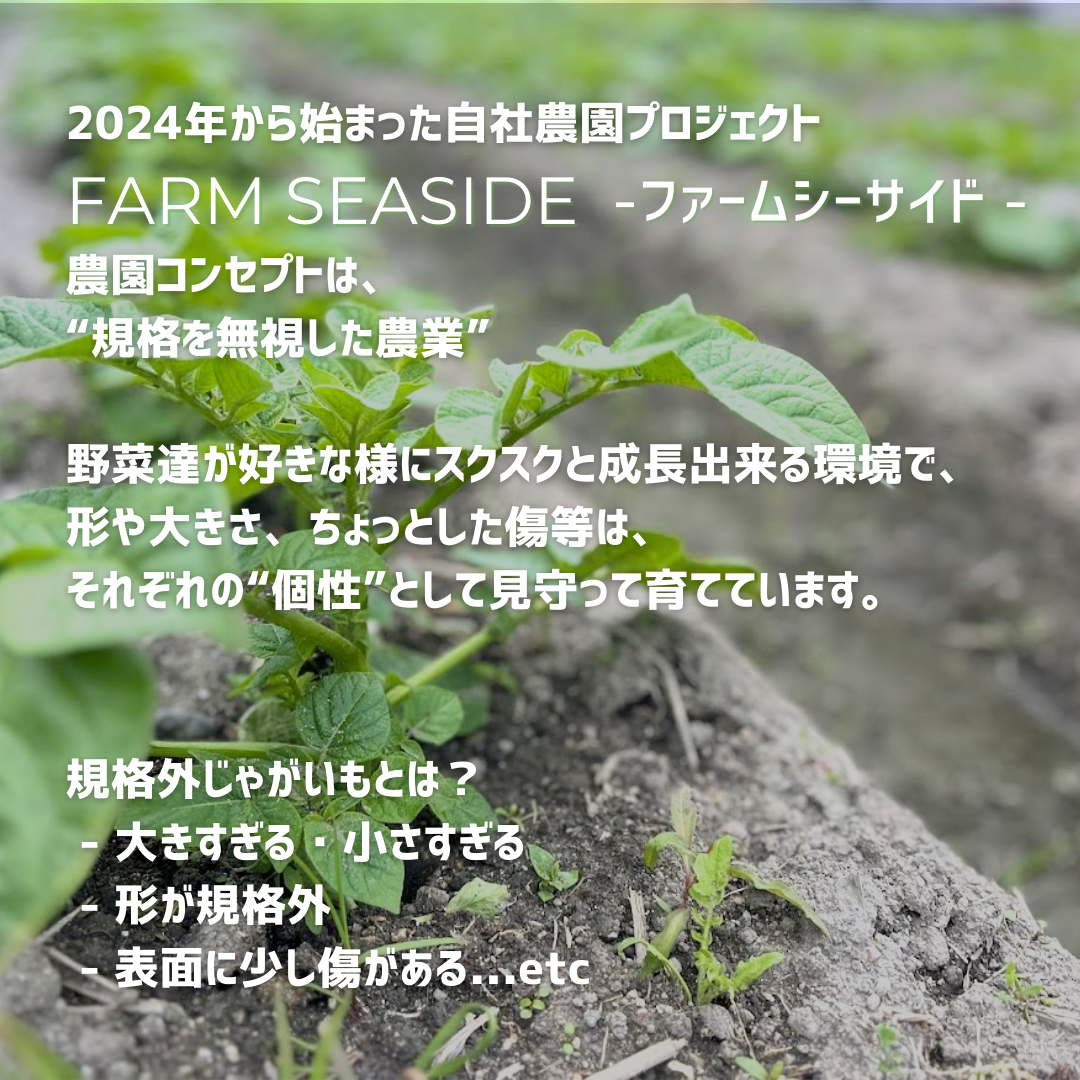 淡路島産規格外新じゃがいも(春じゃがいも)通販ボックス - seaside grocery(シーサイドグロサリー)